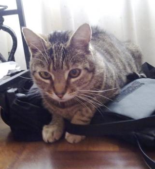 t Bild von Tiger