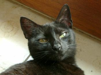 n Bild von Nera