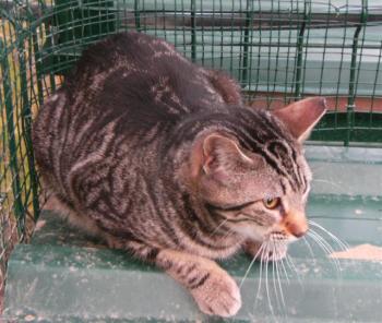 c Bild von Calvin