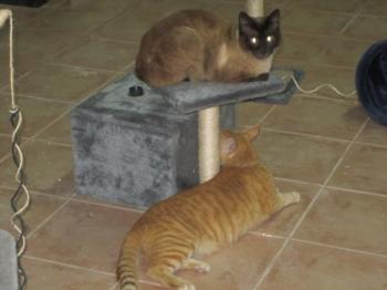 t Bild von Toffee