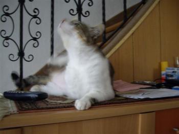 Mau Bild von Mau