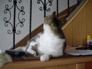 Mau Bild von Mau