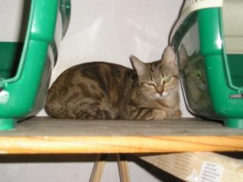Diana Bild von Diana