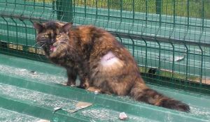 s Bild von Sisi