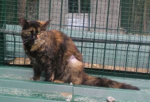s Bild von Sisi
