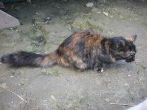 s Bild von Sisi