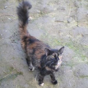 s Bild von Sisi