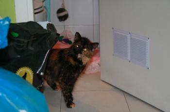 s Bild von Sisi