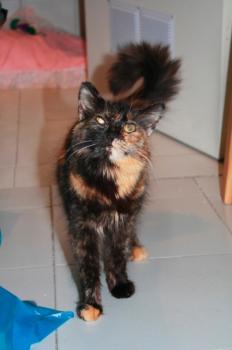 s Bild von Sisi