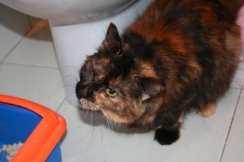 s Bild von Sisi