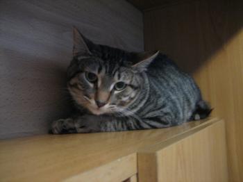 Ramses Bild von Ramses