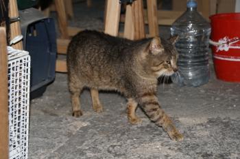 g Bild von Gregorio