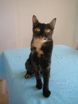 Dahla Bild von Dahla