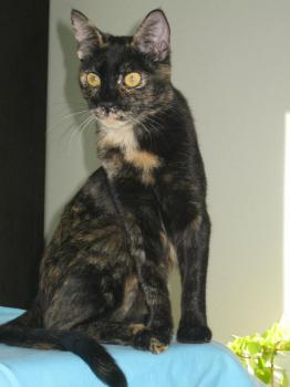 Dahla Bild von Dahla