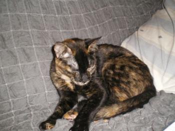 Dahla Bild von Dahla