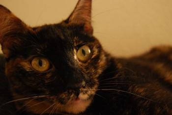 Dahla Bild von Dahla