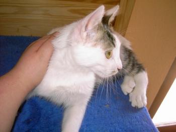 p Bild von Charlie