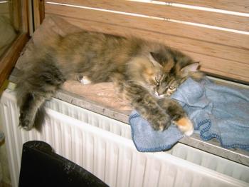 p Bild von Cloe