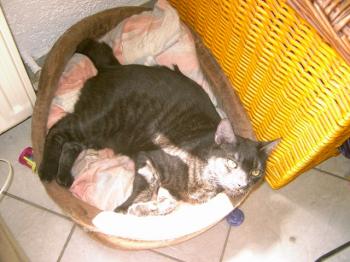 j Bild von Pino