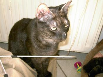 j Bild von Pino