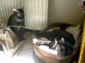 j Bild von Pino