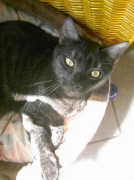 j Bild von Pino