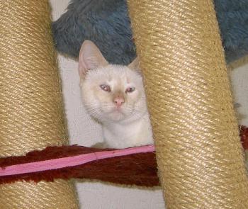 g Bild von Cashew