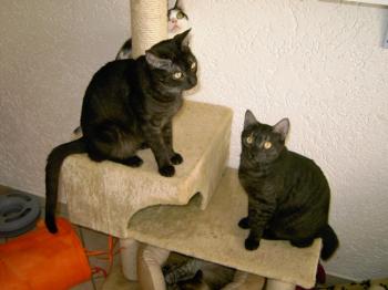 m Bild von Pino