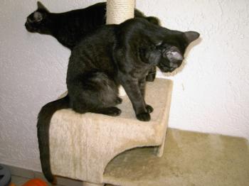 m Bild von Pino
