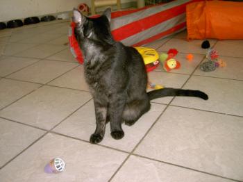 m Bild von Pino