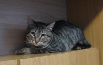 Ramses Bild von Ramses