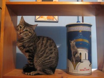 Ramses Bild von Ramses
