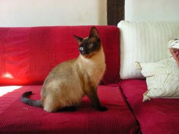 s Bild von Spike