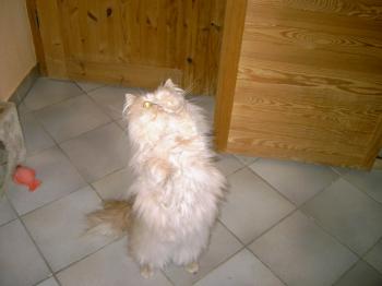 f Bild von Freddie