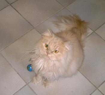 f Bild von Freddie