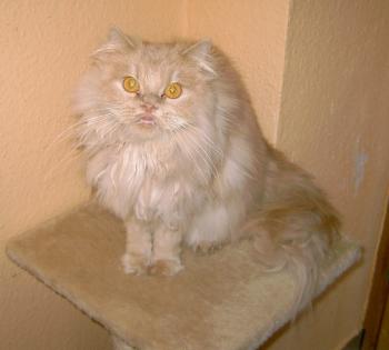 f Bild von Freddie