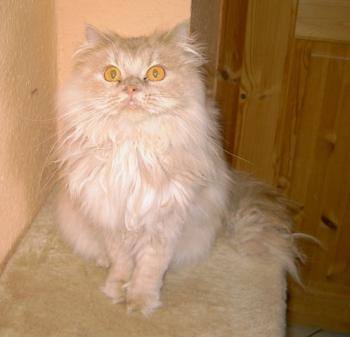 f Bild von Freddie