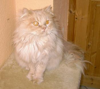 f Bild von Freddie