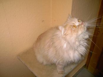 f Bild von Freddie