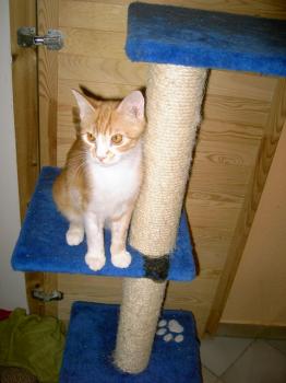 b Bild von Bolito