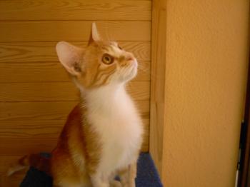 b Bild von Bolito