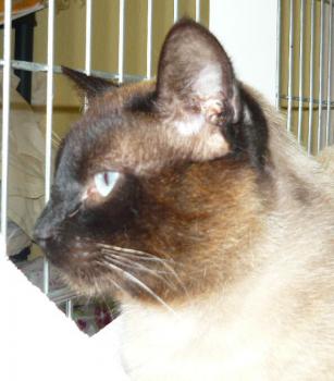 Diablo Bild von Diablo