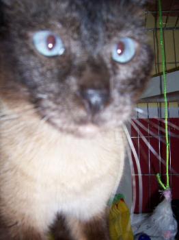 Toffee Bild von Toffee