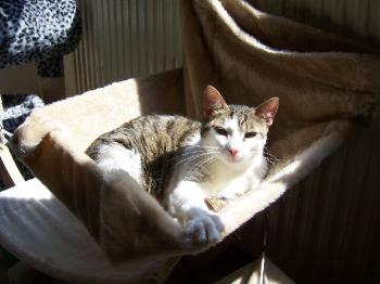 Tigris Bild von Tigris