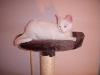 b Bild von Blancanieves