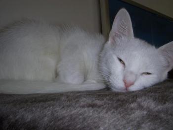 b Bild von Blancanieves