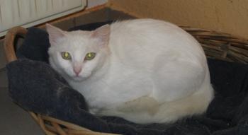 s Bild von Sami