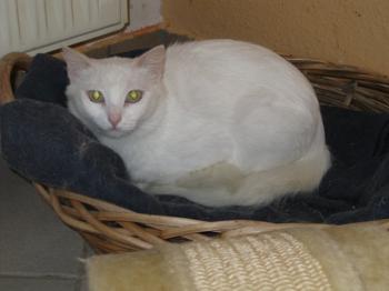 s Bild von Sami