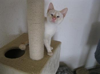 m Bild von Cashew