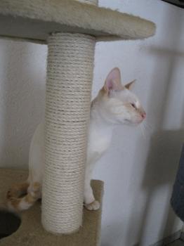 m Bild von Cashew